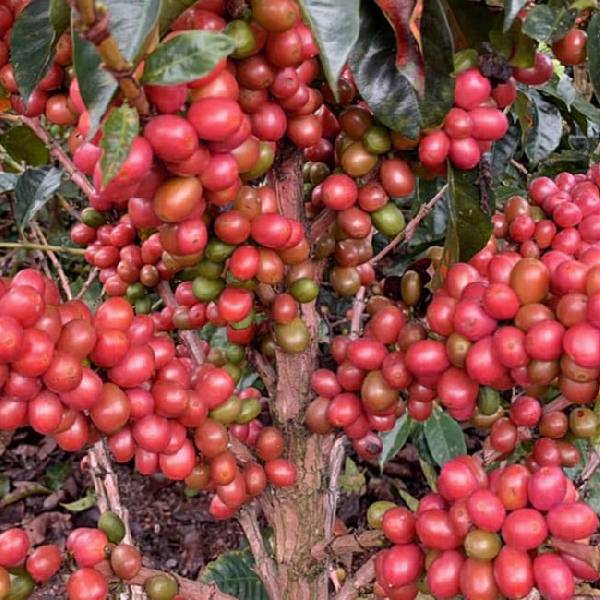 colombia pink bourbon