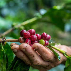 closeup shot male hand picking cherry red coffee beans tree
