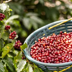 cafe organico de huatusco